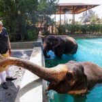 Indická zoo Vantara čelí vyšetřování. Tisíce zvířat tam poslal český obchodník